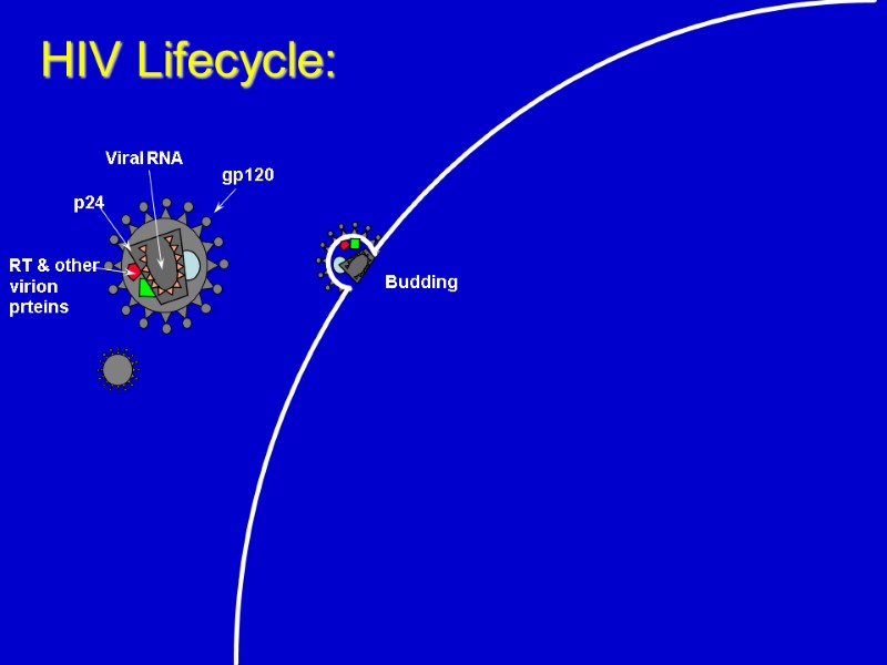 Budding  HIV Lifecycle: